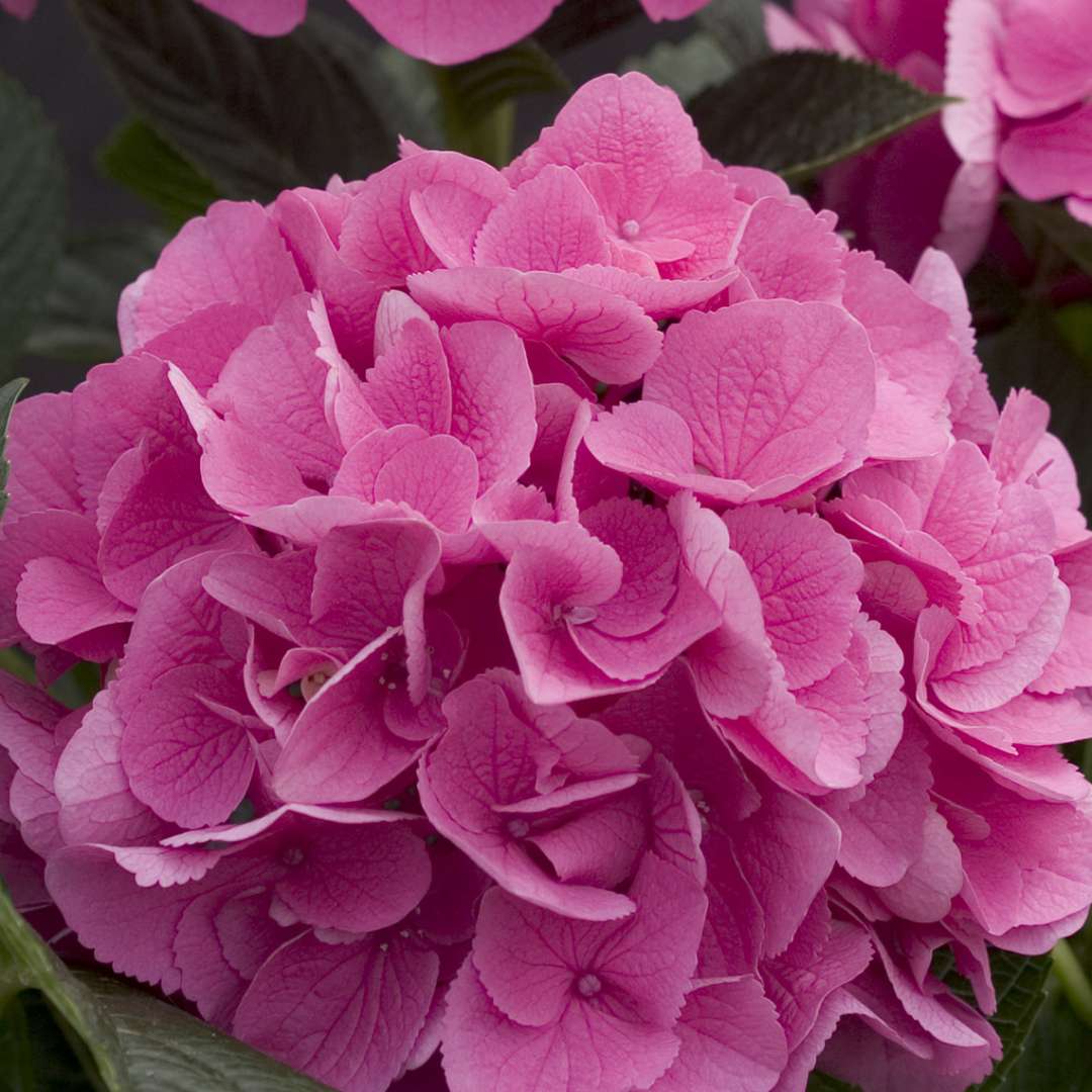 Closeup of the pink color variant of Cityline Venice hydrangea