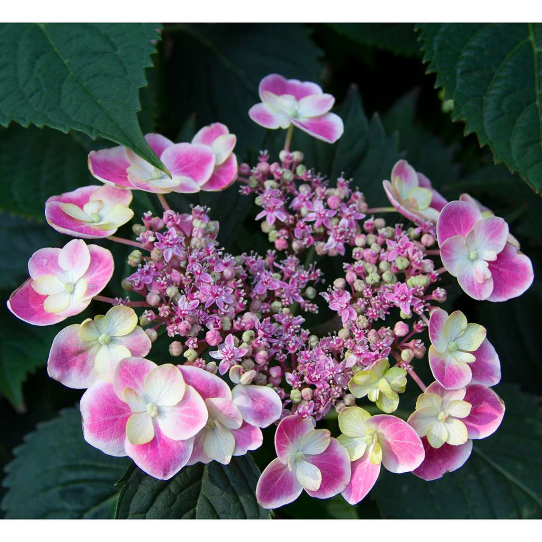 Closeup of the lacecap bloom of Edgy Orbits hydrangea showing its neatly arrayed two toned florets