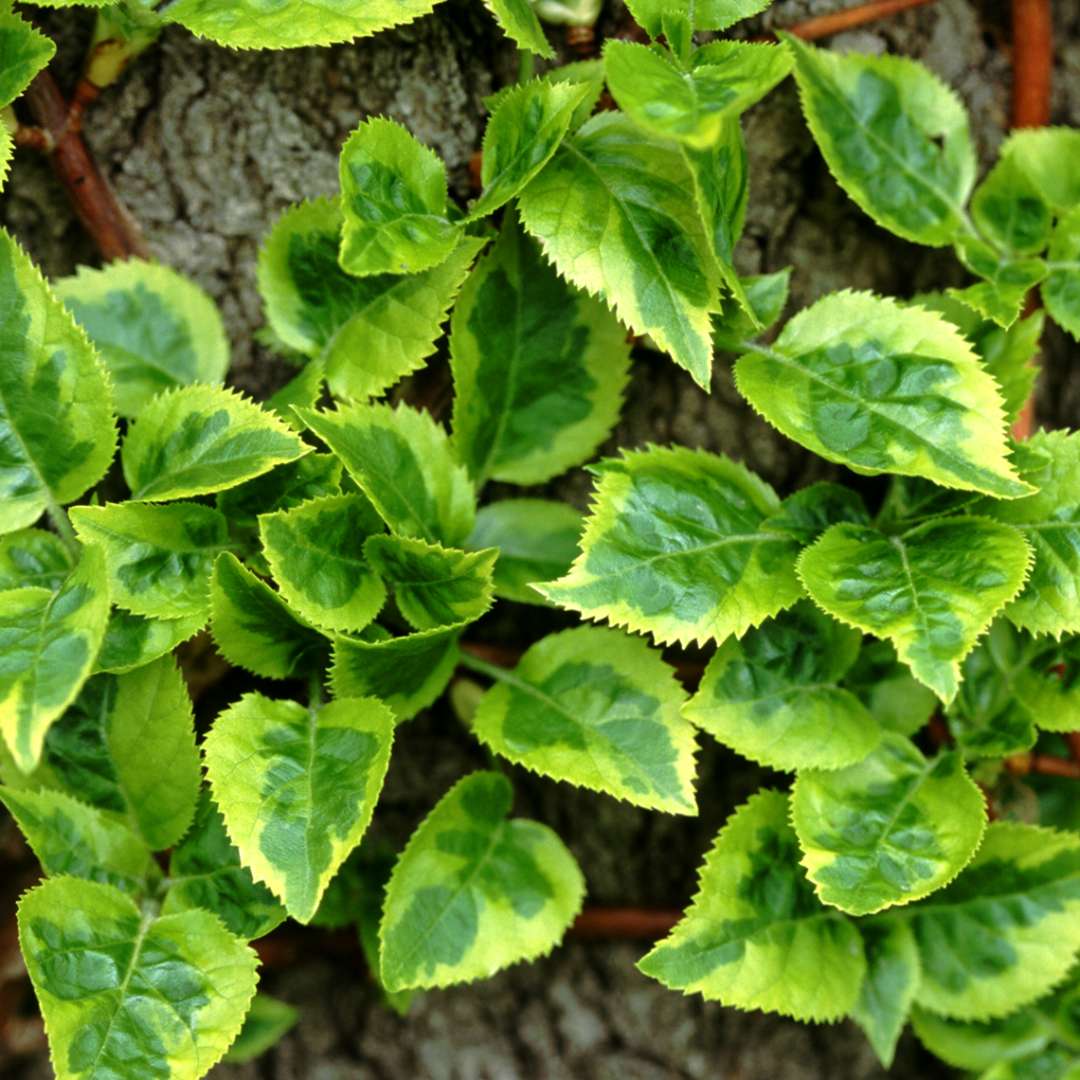 The variegated yellow and green foliage of Firefly climbing hydrangea growing on a tree