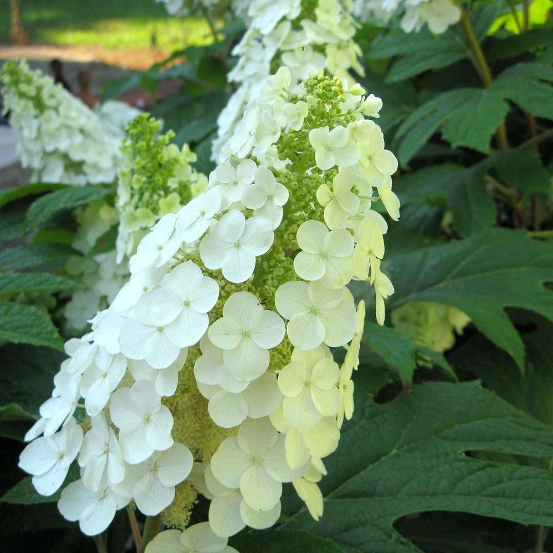 Closeup of a white lacecap bloom on Gatsby Gal oakleaf hydrangea