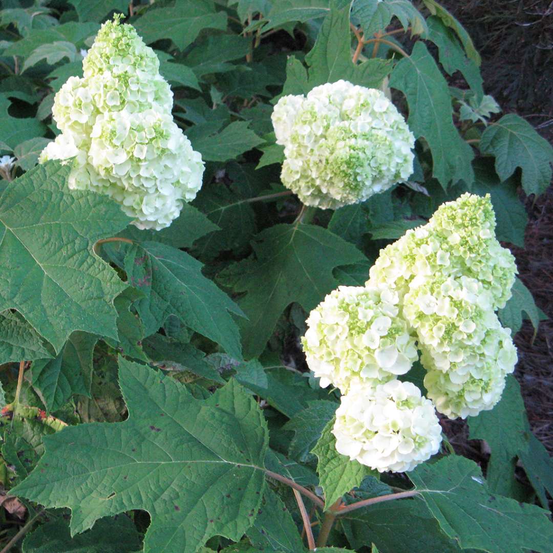 Three large full mophead blooms of Gatsby Moon oakleaf hydrangea