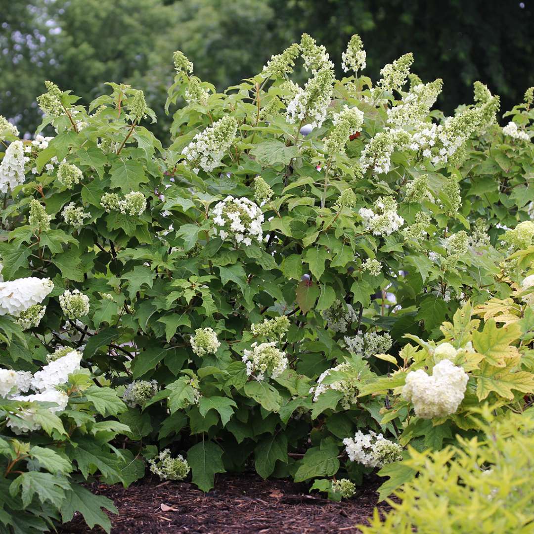 A specimen of Gatsby Star oakleaf hydrangea in the landscape just about to bloom