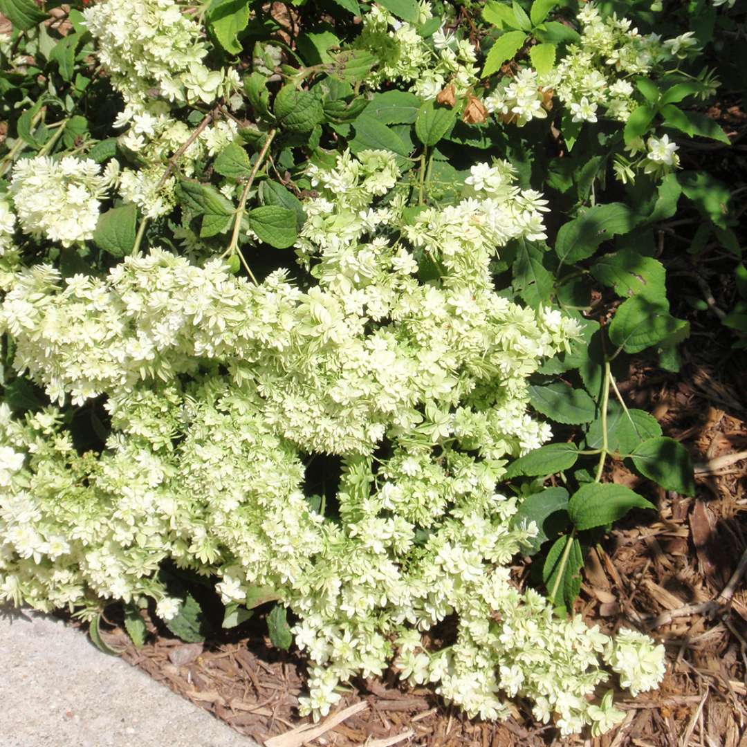 A specimen of Hayes Starburst hydrangea showing its lazy weak stemmed habit