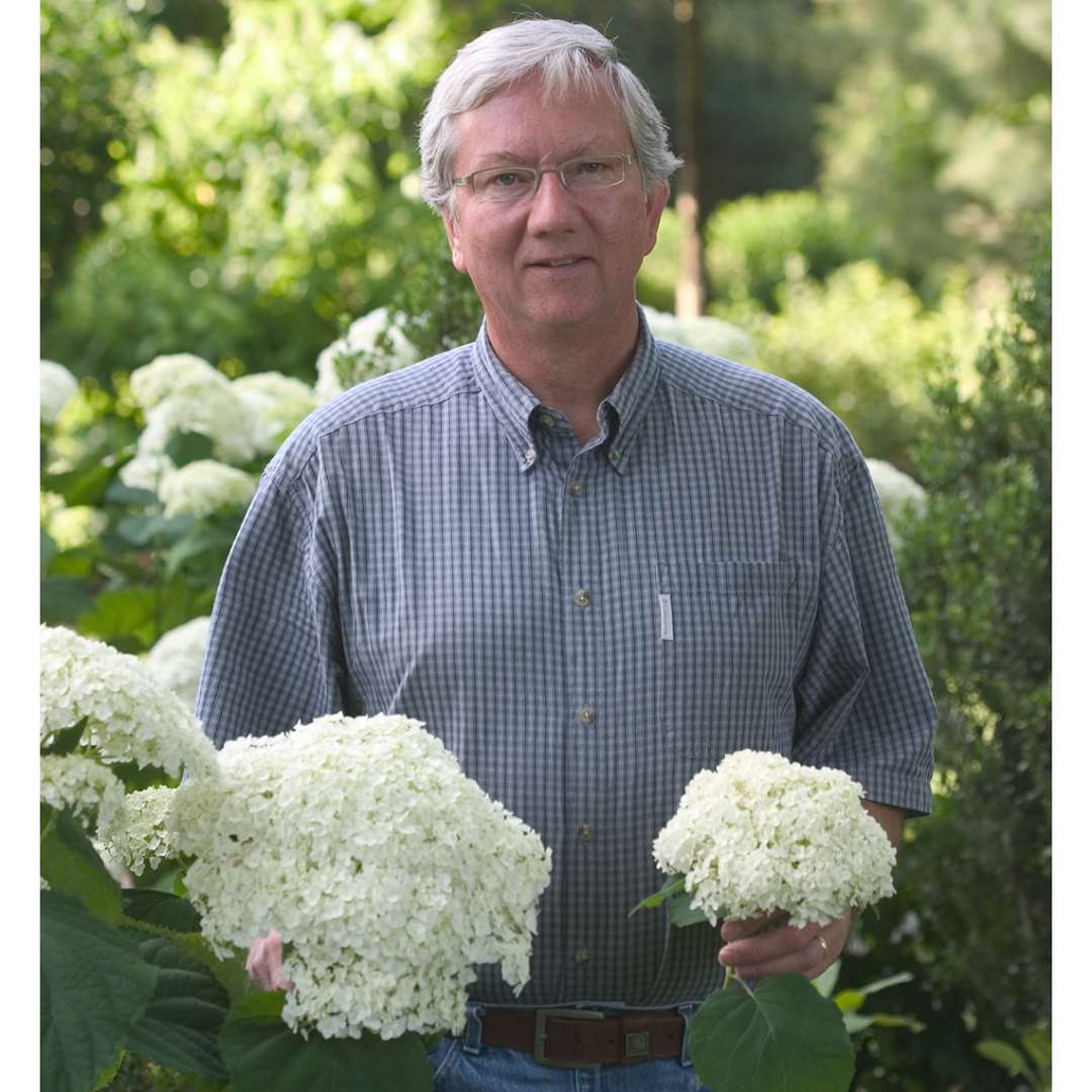 A man holding Annabelle hydrangea in his left hand and Incrediball hydrangea in his right showing how much larger the Incrediball bloom is