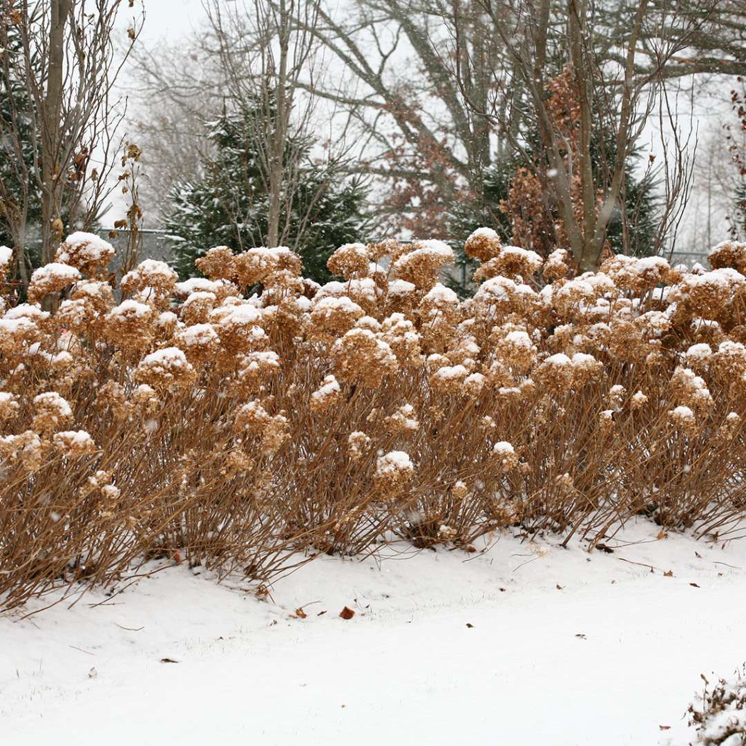 Incrediball hydrangea in winter all brown and dormant but clearly showing its strong upright stems