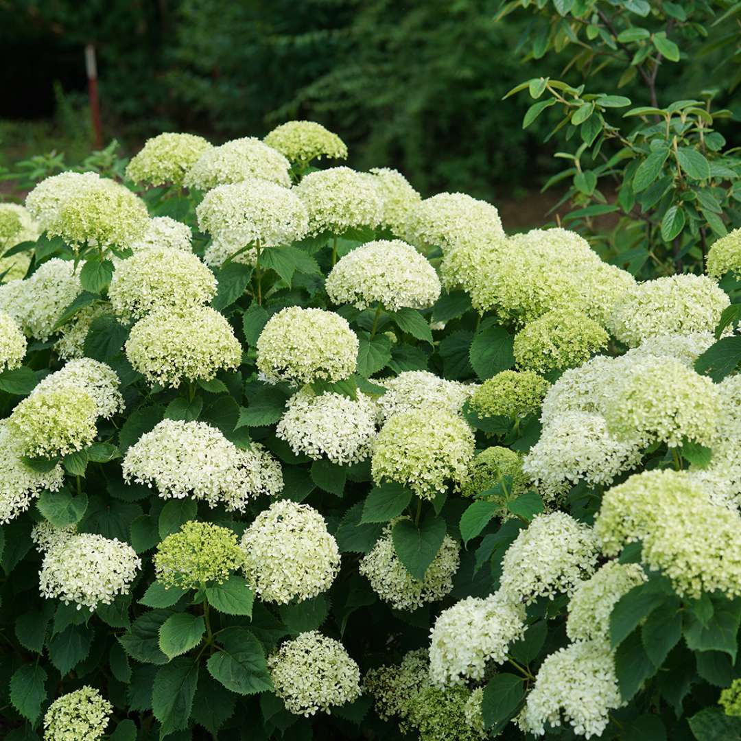 Invincibelle Limetta hydrangea covered in snowball like green blooms