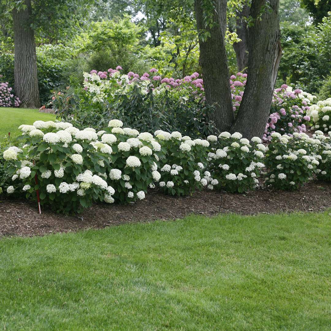 A bed of Invincibelle Limetta hydrangea showing its dwarf habit