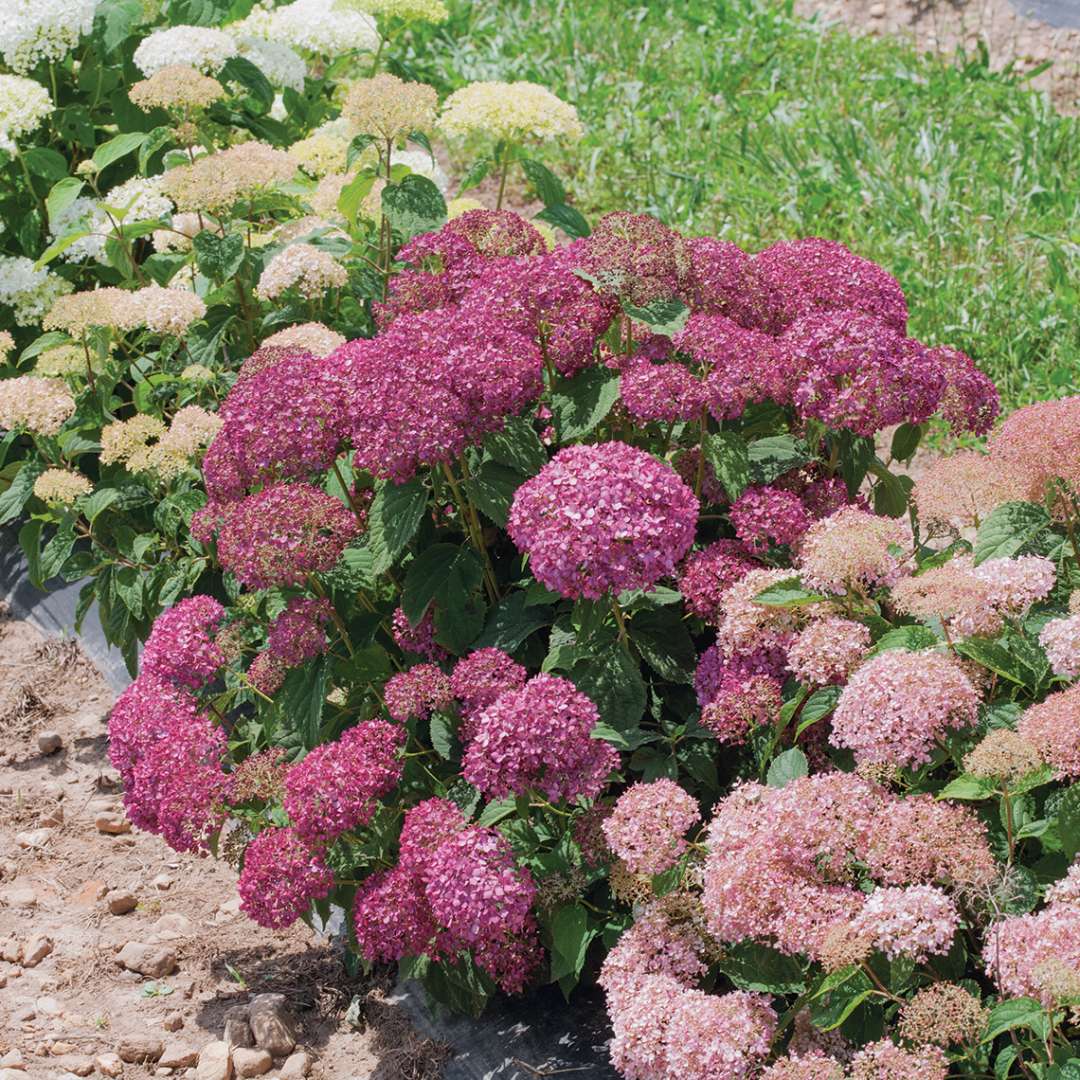 Purple blooming Invincibelle Mini Mauvette hydrangea in a field being compared to lesser hydrangeas