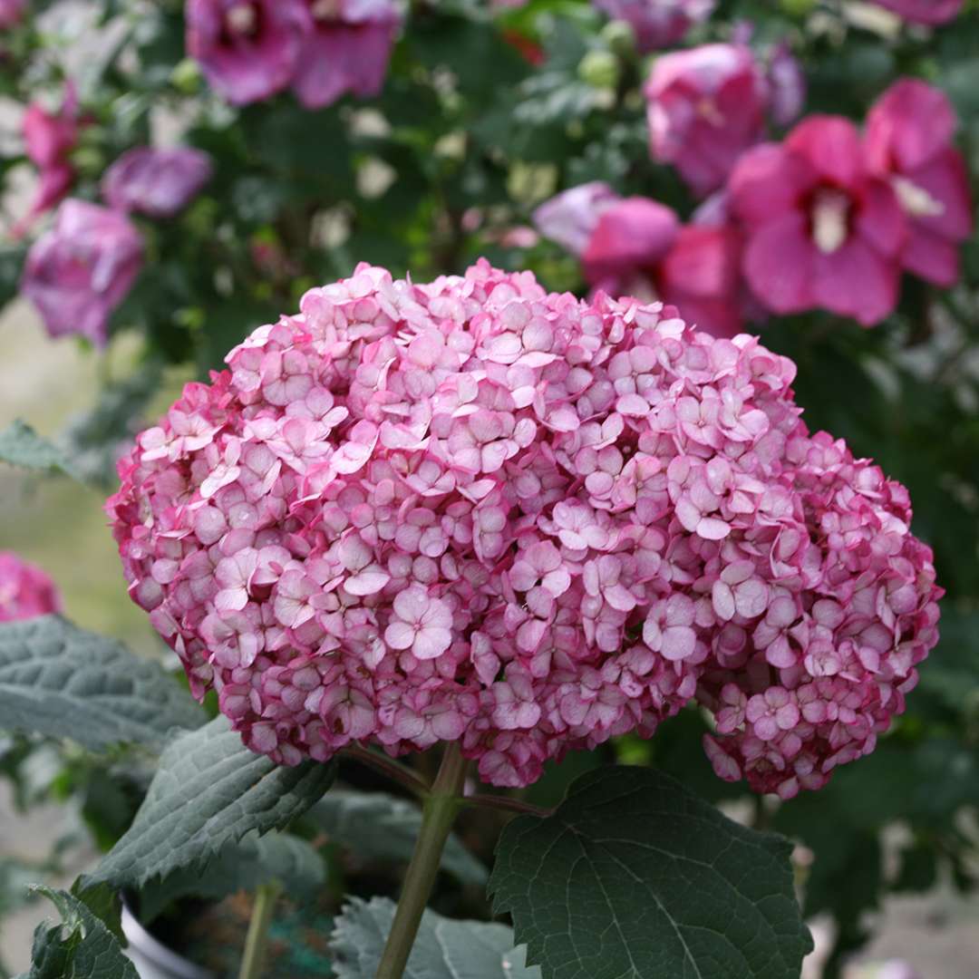 Closeup of the deep purple pink blooms of Invincibelle Mini Mauvette hydrangea