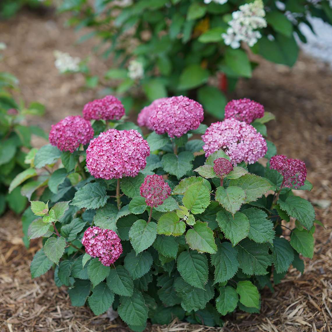 A single specimen of Invincibelle Mini Mauvette hydrangea showing its neat habit strong stems and deep purple blooms