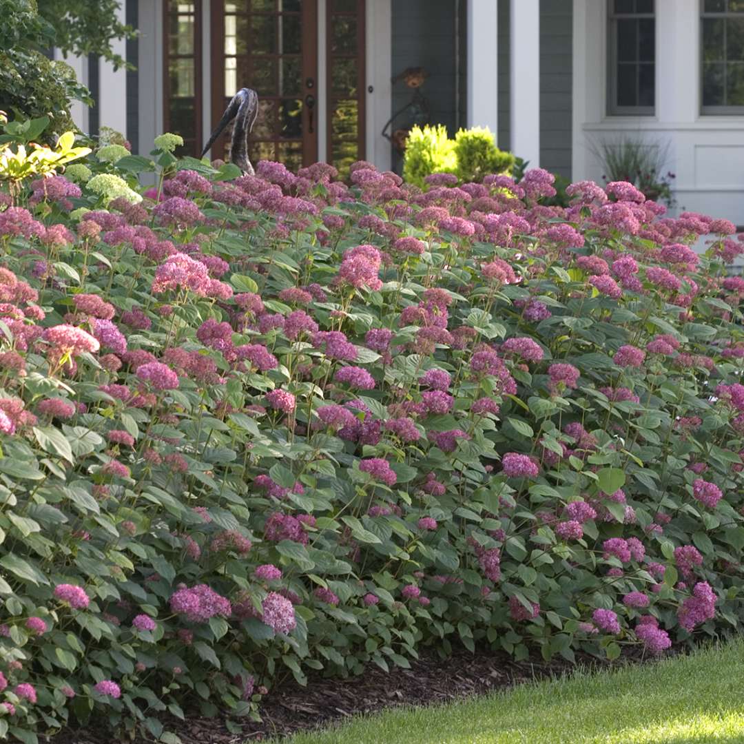 Three specimens of Invincibelle Spirit hydrangea blooming in a landscape