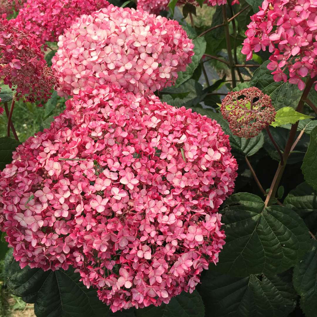 The deep pink blooms of Invincibelle Spirit II hydrangea