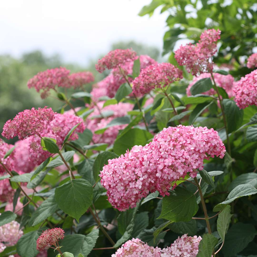 Closeup of the pink blooms of Invincibelle Spirit II hydrangea against a blue sky