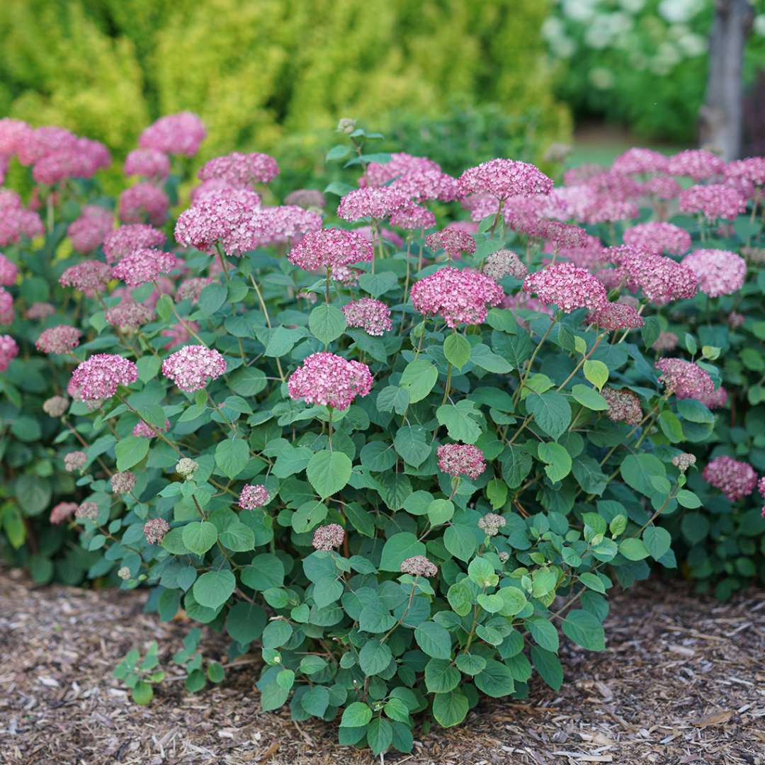 Three specimens of Invincibelle Spirit II hydrangea blooming in the landscape