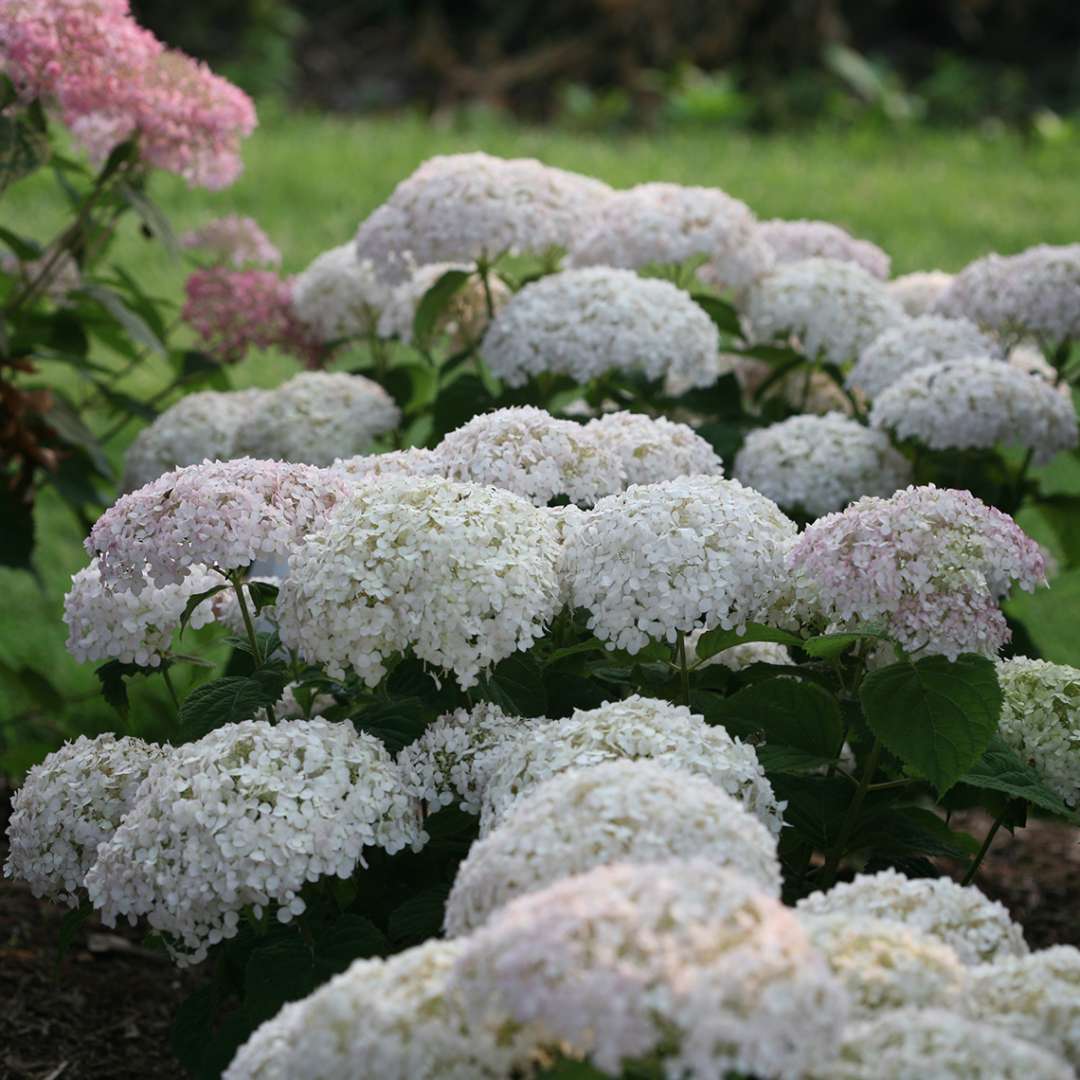 Closeup of several white snowball flowers of Invincibelle Wee White hydrangea