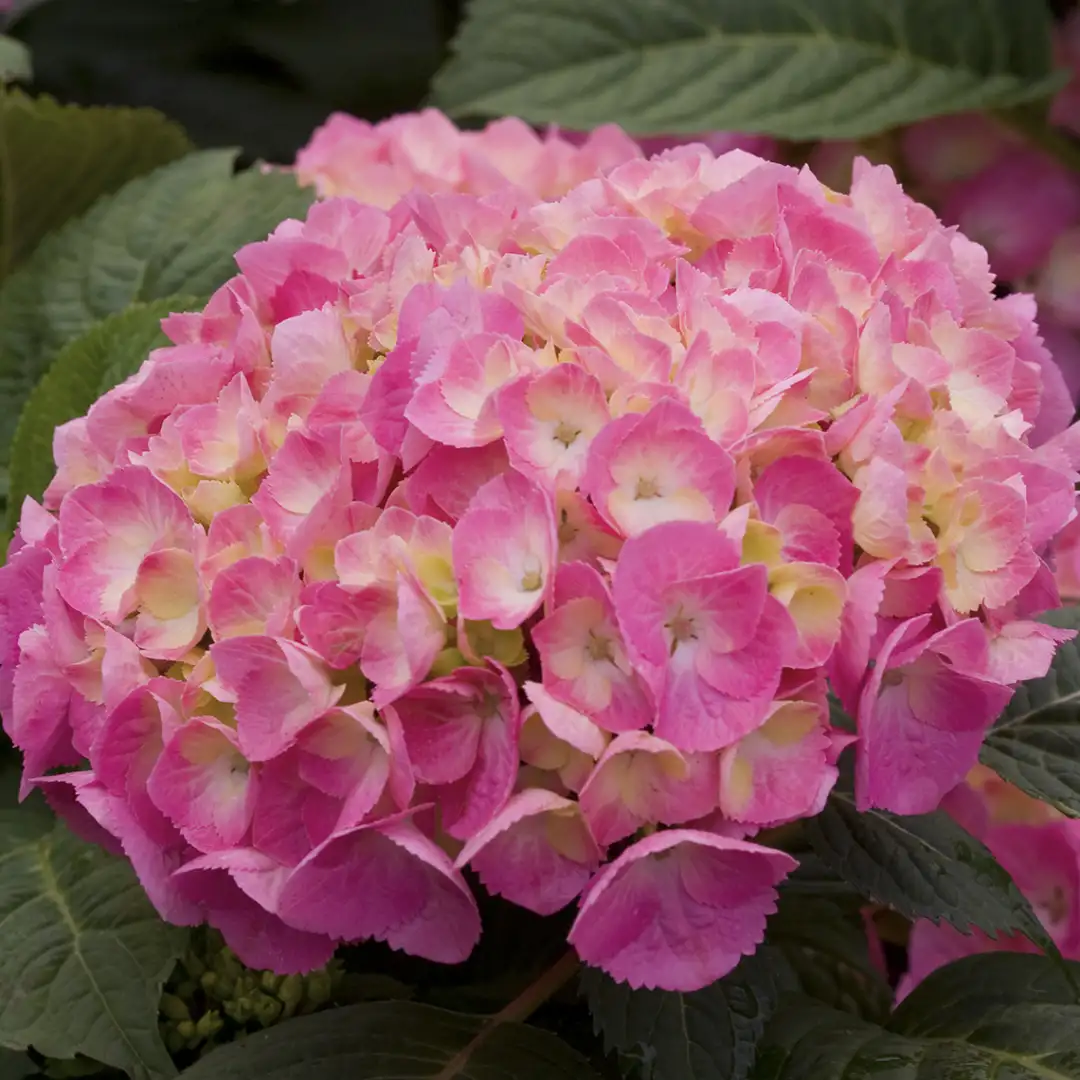 Let's Dance Big Easy Hydrangea | Spring Meadow - wholesale liners