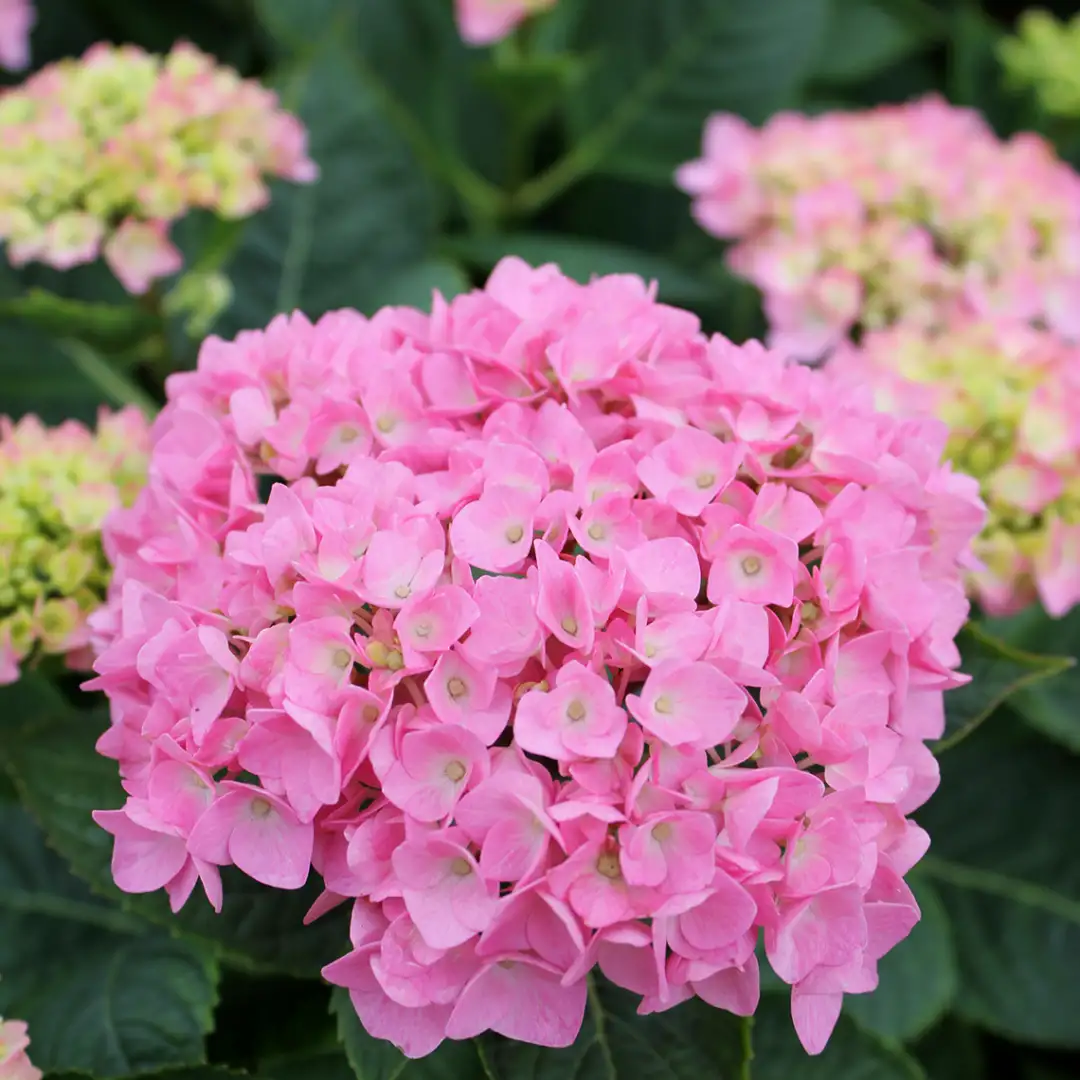 Lets Dance Blue Jangles flower in pink