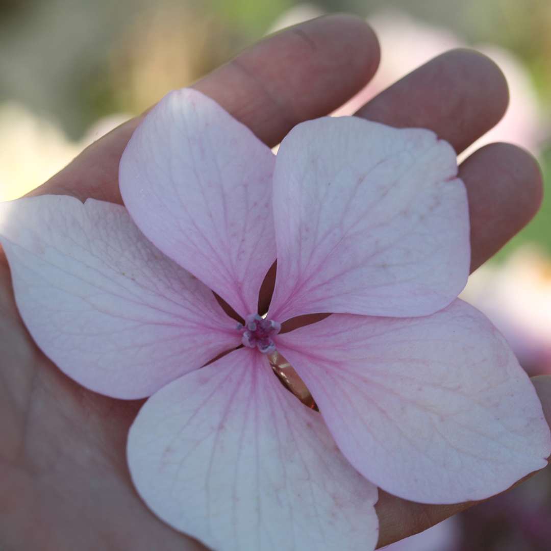 A single floret of Lets Dance Diva hydrangea in a persons palm showing its unusually large size