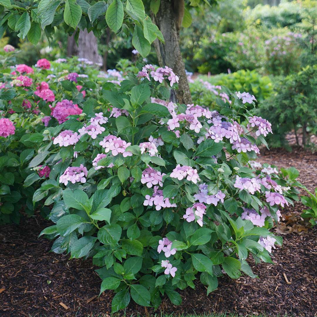 A specimen of Lets Dance Diva hydrangea blooming in the landscape