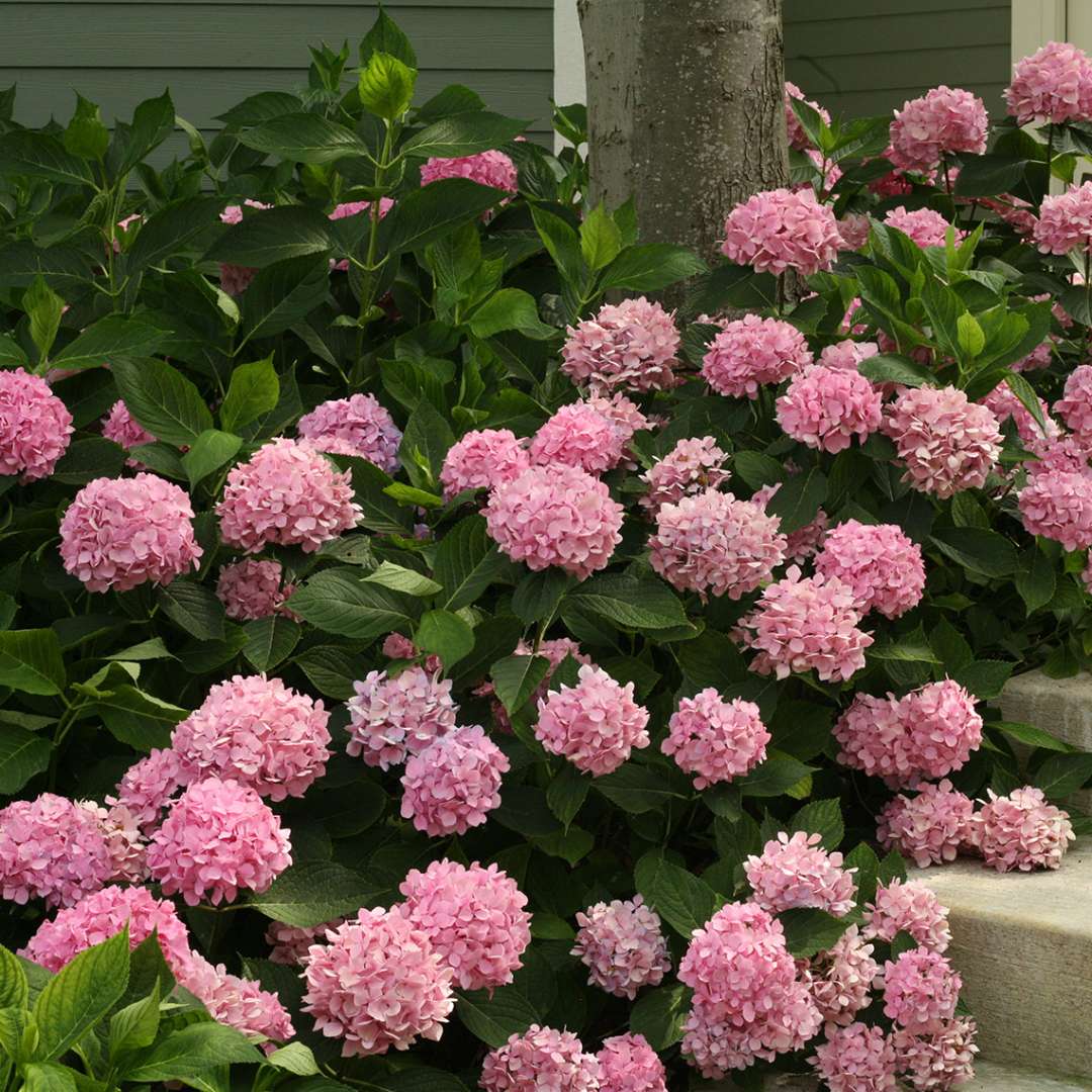 Many Lets Dance Moonlight hydrangeas blooming alongside a concrete stairway