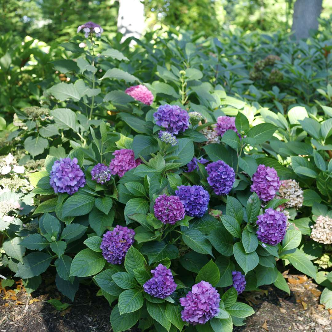 A specimen of Lets Dance Rave hydrangea blooming with dark purple mophead flowers