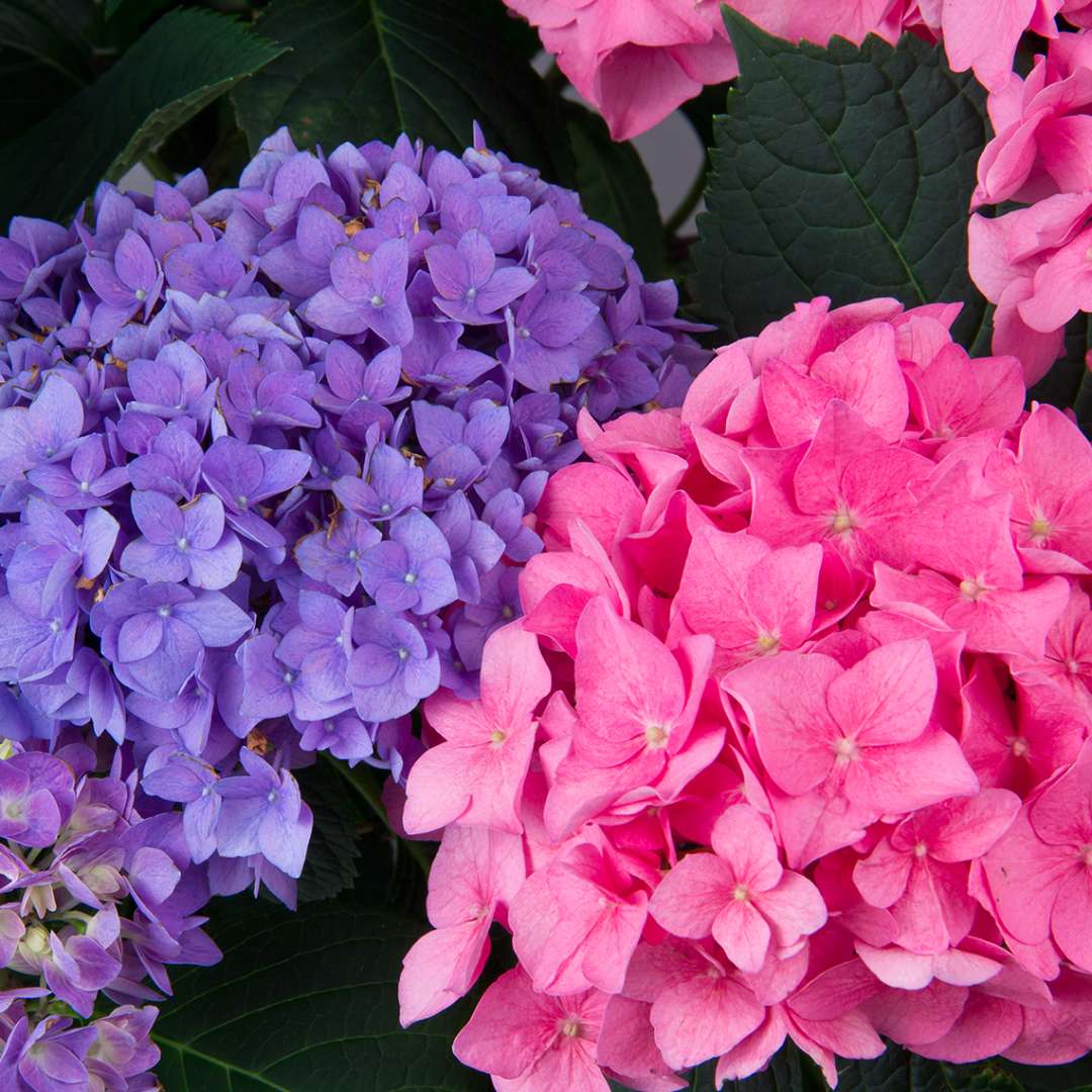 Two blooms of Lets Dance Rhythmic Blue hydrangea showing the blue and pink color variations