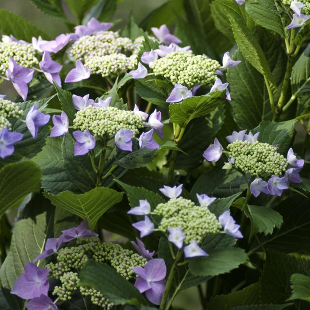 The blue lacecap flowers of Lets Dance Starlight hydrangea just about to open