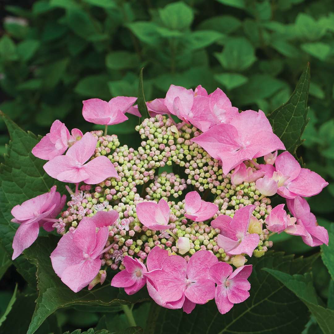 Closeup of the pink color variation of Lets Dance Starlight lacecap blooms