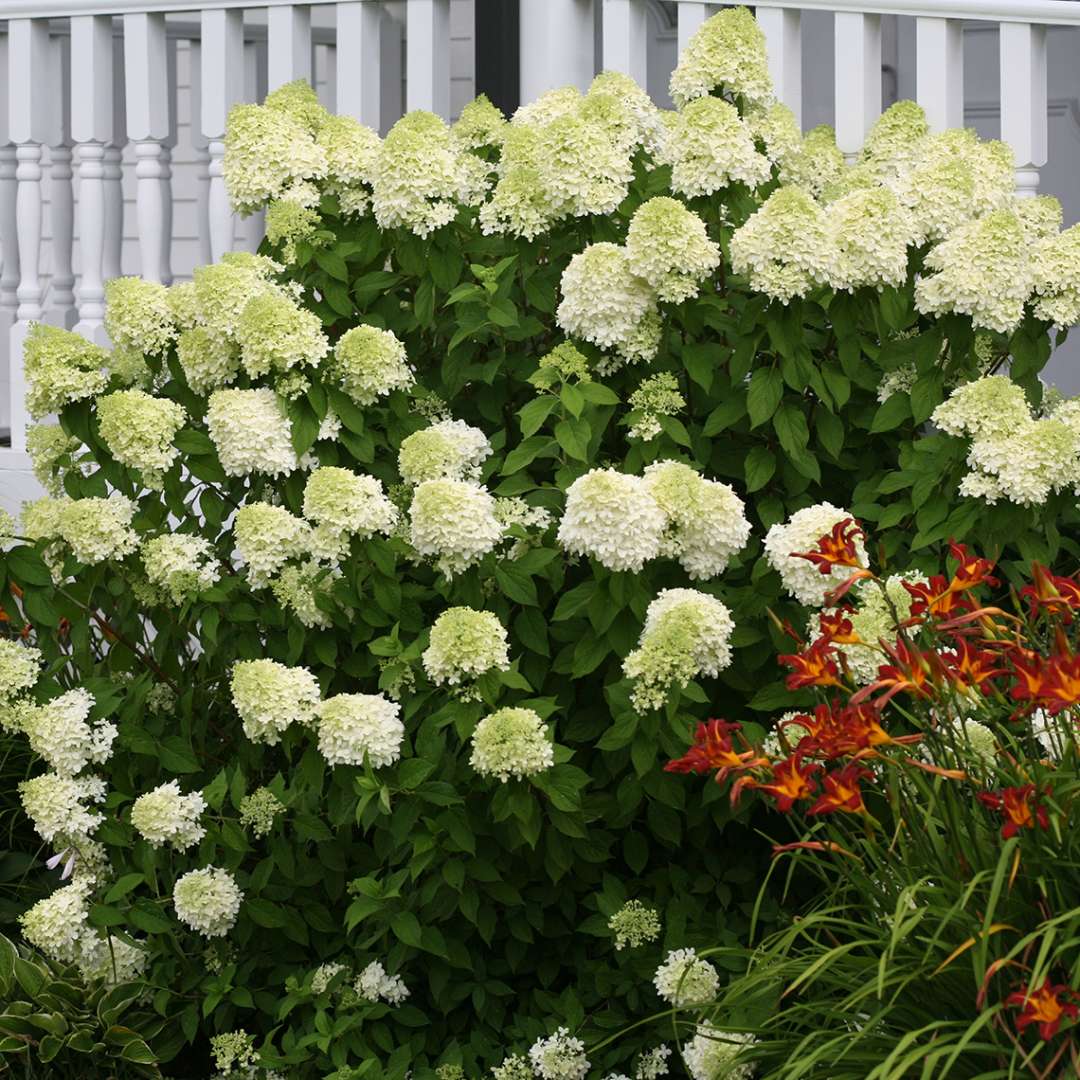 A Limelight hydrangea blooming in front of a white railing with a red daylily to its right