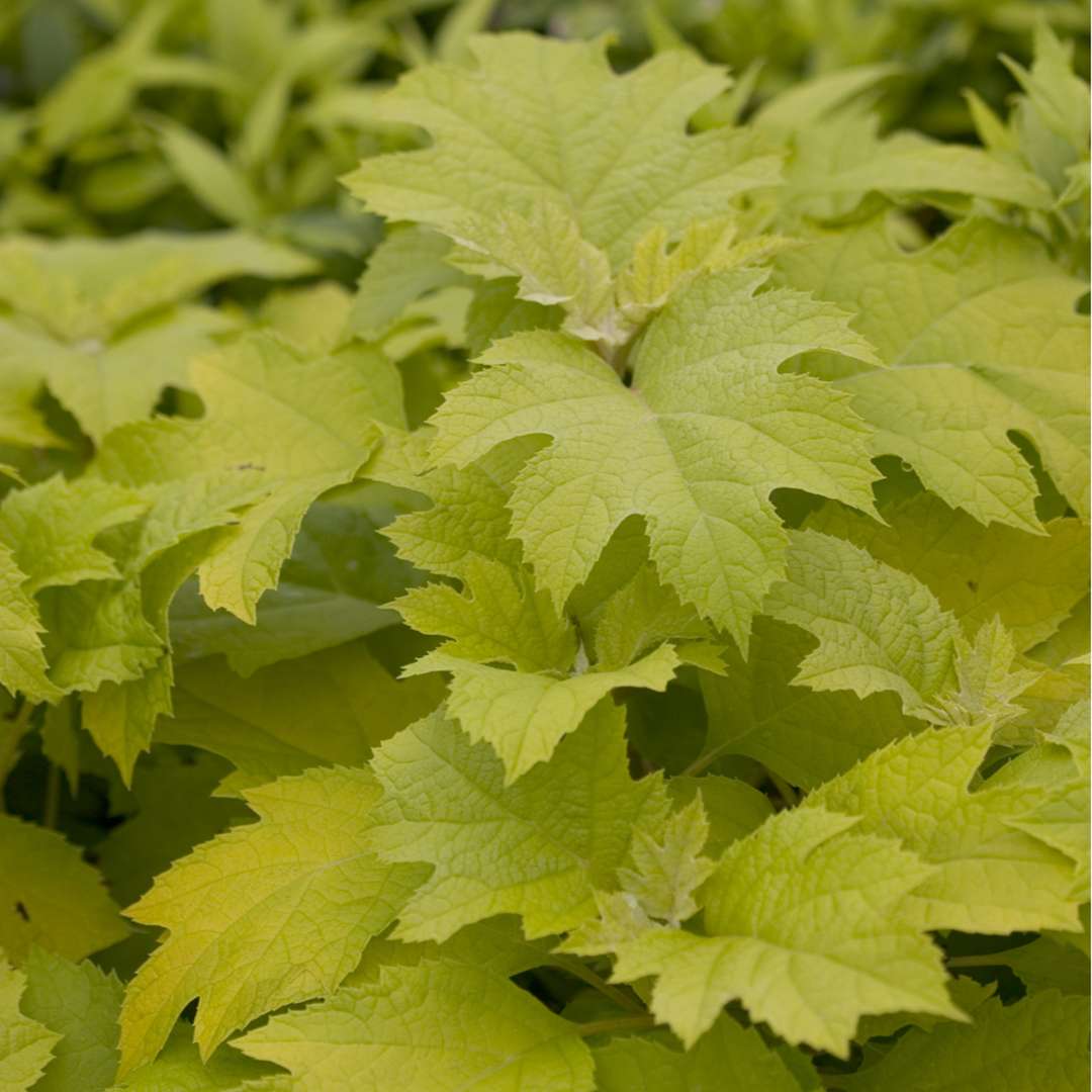 Yellow foliaged Little Honey oakleaf hydrangea