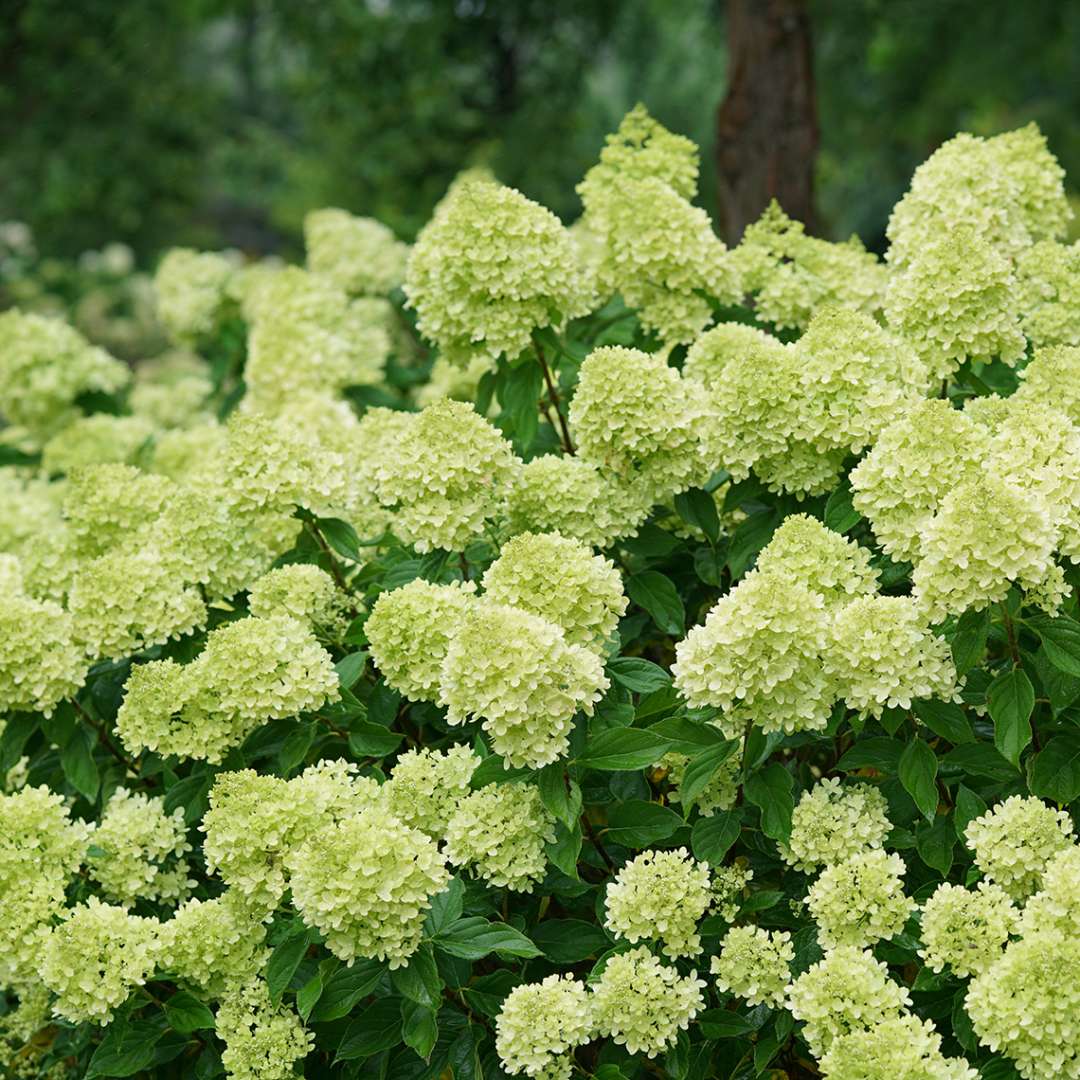 Closeup of the abundant green blooms of Little Lime panicle hydrangea