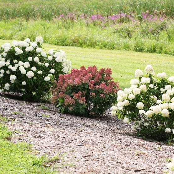 Little Quick Fire panicle hydrangea in the landscape showing its early red blooms and dwarf habit