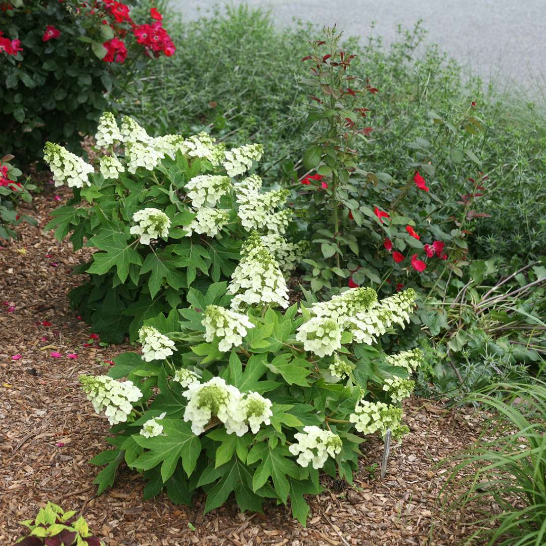 Very dwarf specimens of Munchkin oakleaf hydrangeae in the landscape