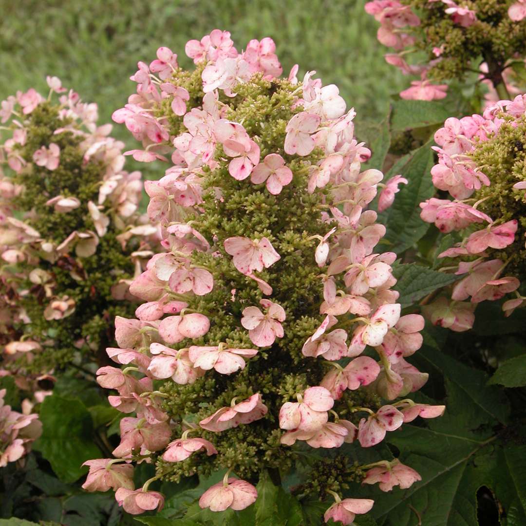 Closeup of the pink lacecap bloom of Munchkin oakleaf hydrangea