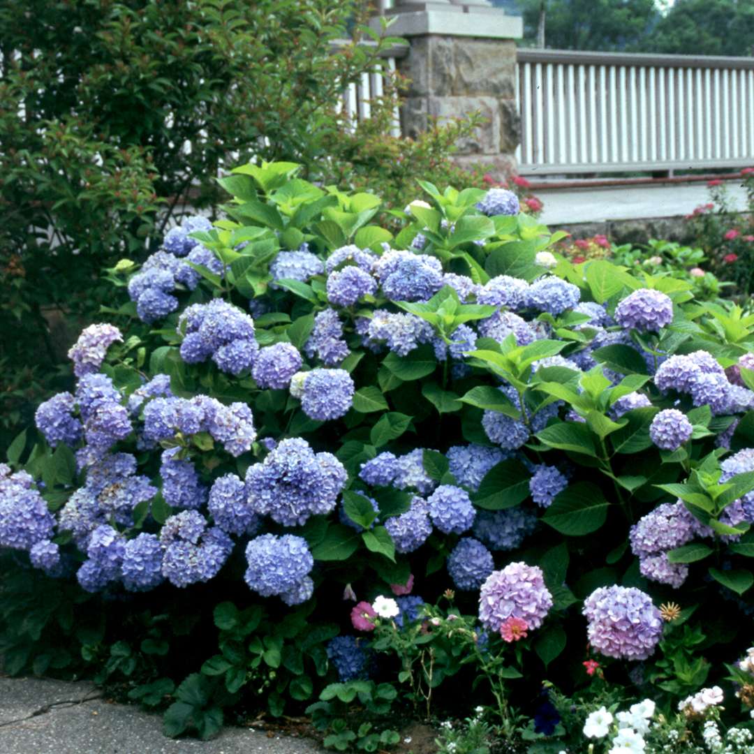 Nikko Blue hydrangea in full bloom in a landscape near a porch