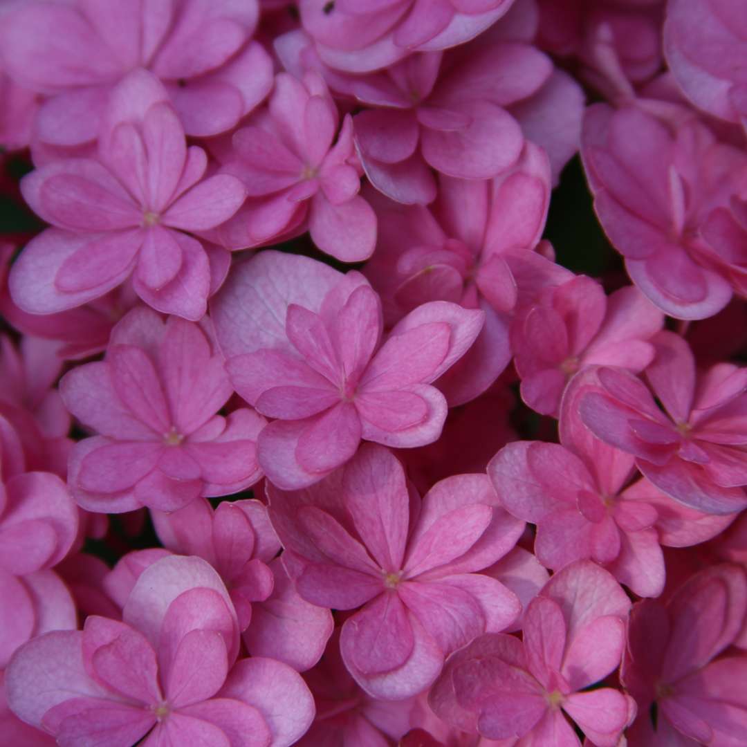 Closeup of the dainty double flowers of Paraplu hydrangea