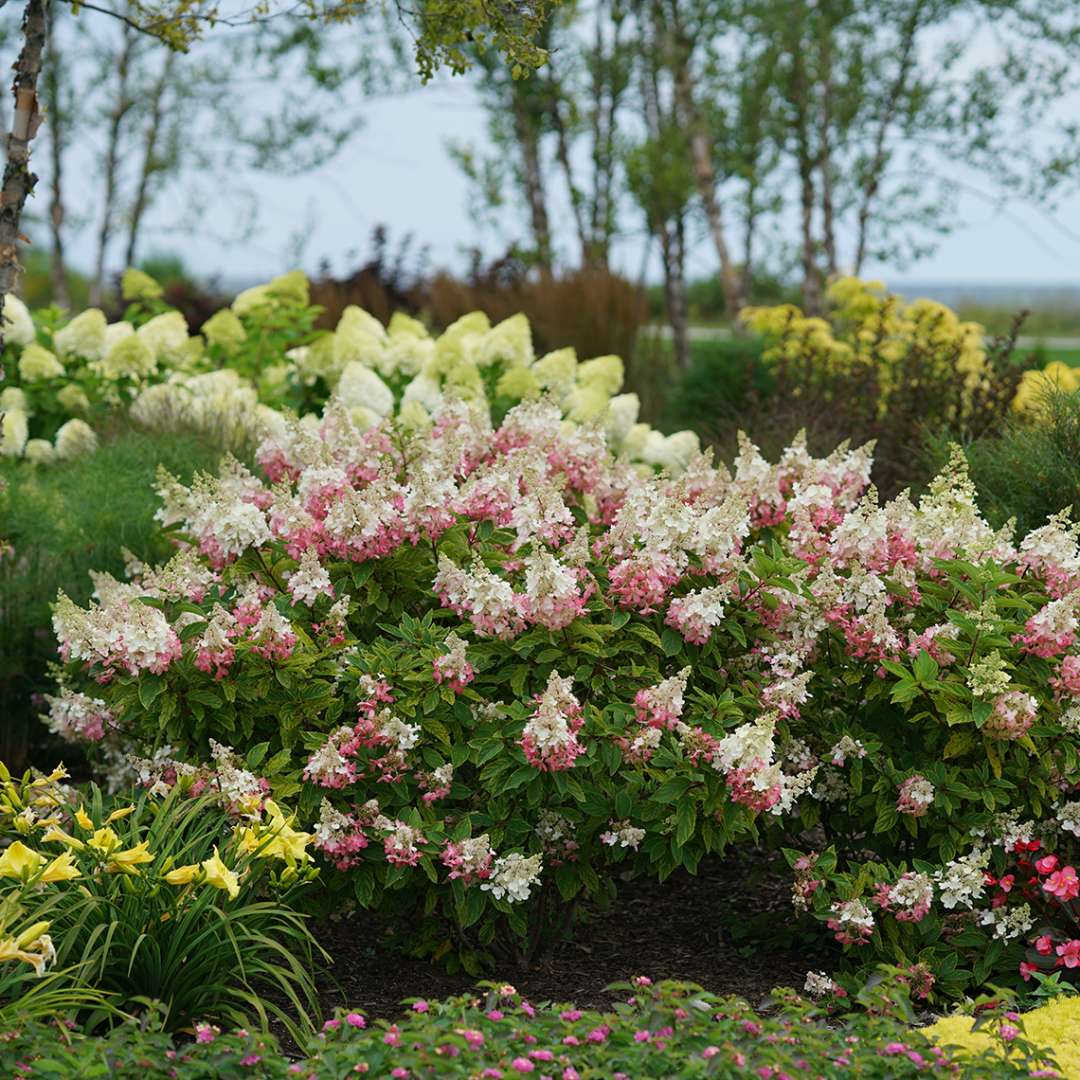 The very pointy pink and white lacecap blooms of the inimitable Pinky Winky hydrangea