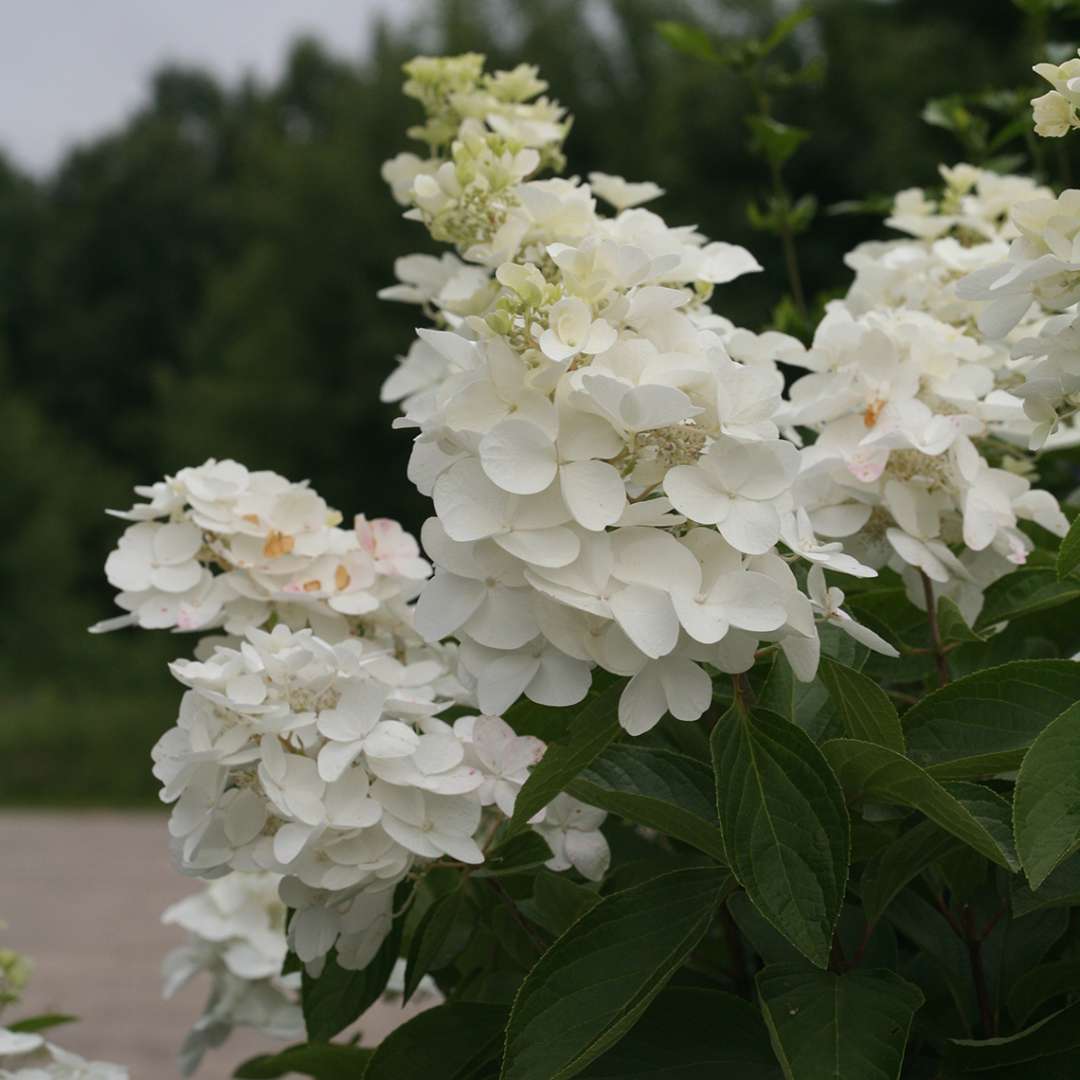 Closeup of the large flowers of Polar Ball panicle hydrangea