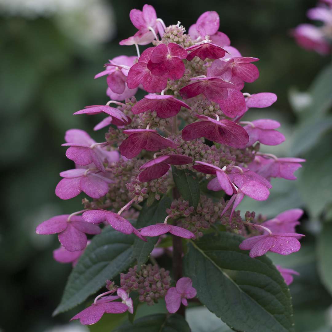 Closeup of the lacecape bloom of Quick Fire panicle hydranga that has turned red