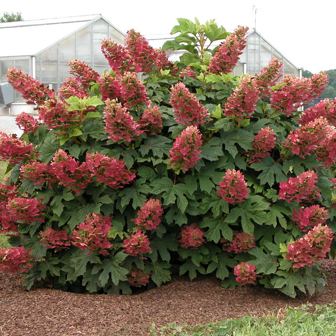 A specimen of deep red Ruby Slippers dwarf oakleaf hydrangea