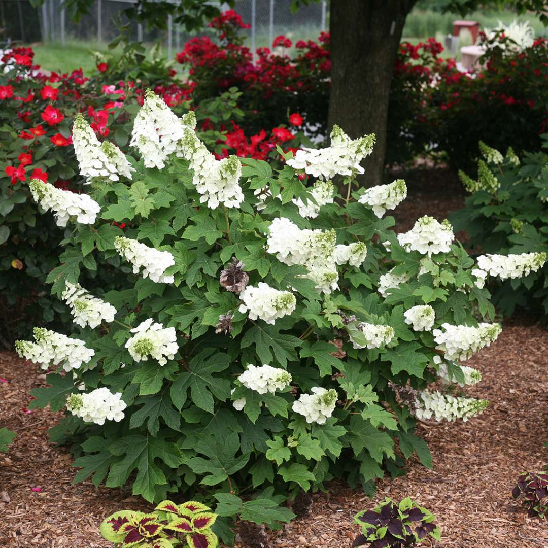 The white flowering phase of dwarf Ruby Slippers oakleaf hydrangea