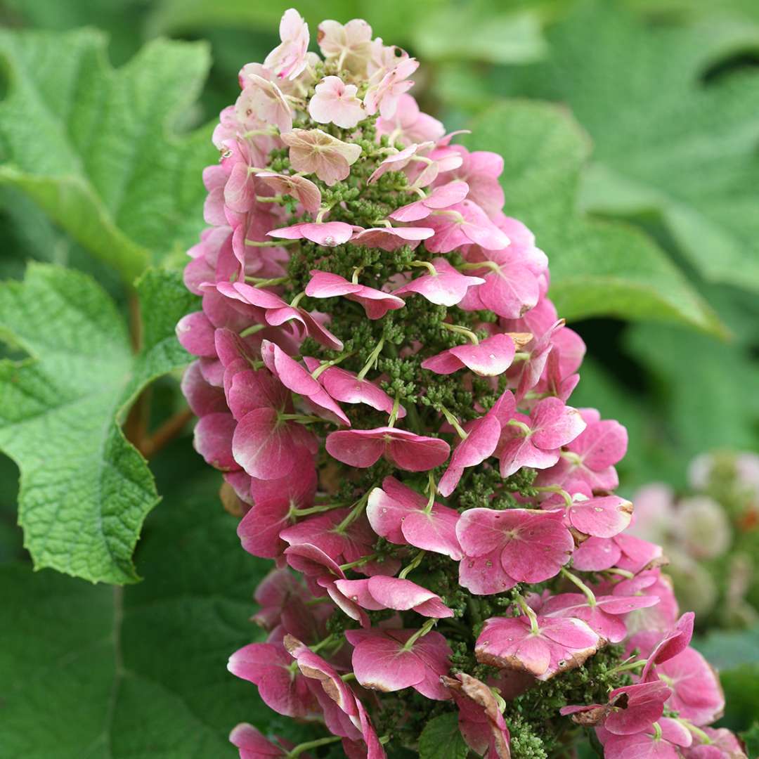 A closeup of the pink red bloom of Ruby Slippers oakleaf hydrangea