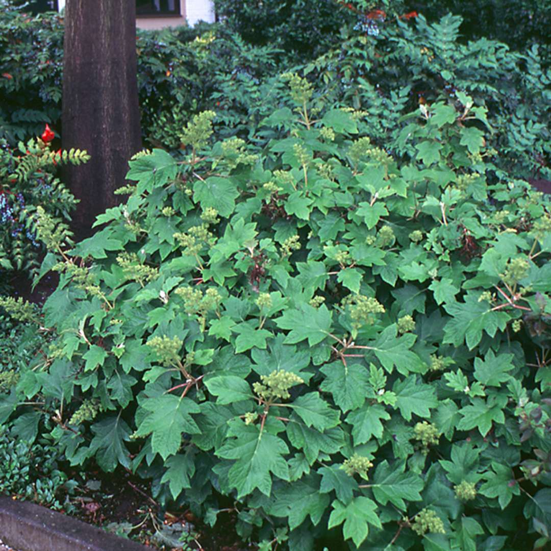 A specimen of Sikes Dwarf oakleaf hydrangea that has not yet bloomed for the season