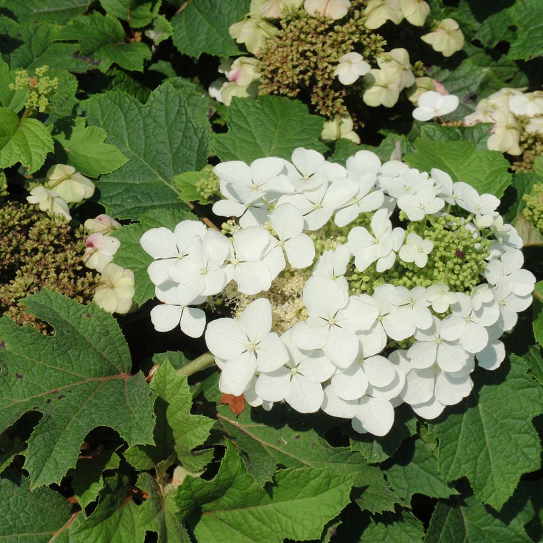 A single white lacecap flower of Sikes Dwarf oakleaf hydrangea