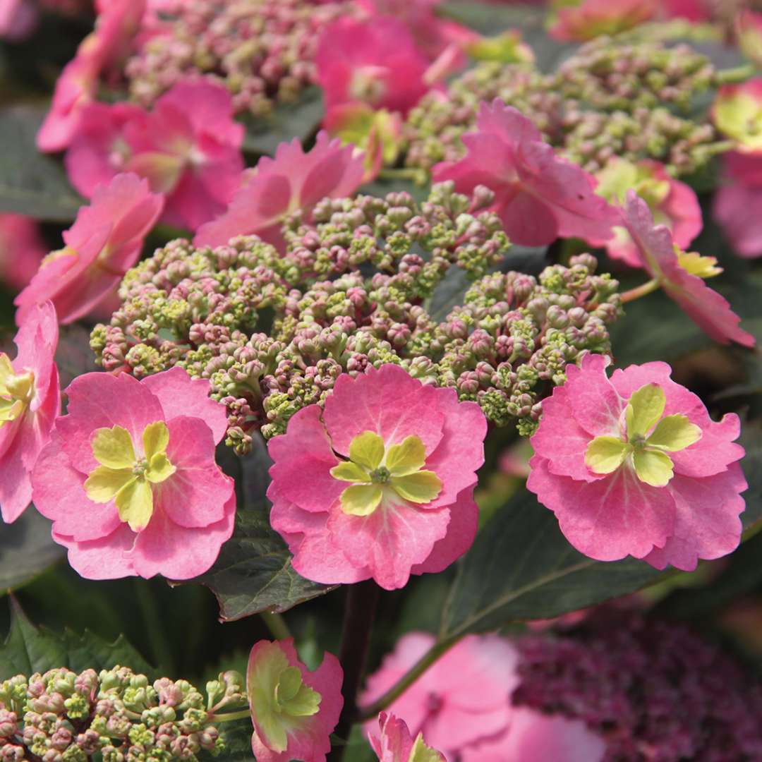 Closeup of the flowers of Tuff Stuff mountain hydrangea showing the pink color variant