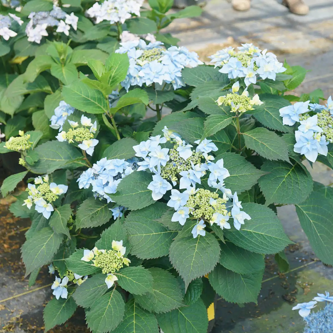 Tuff Stuff Ah-Ha Hydrangea | Spring Meadow - wholesale liners