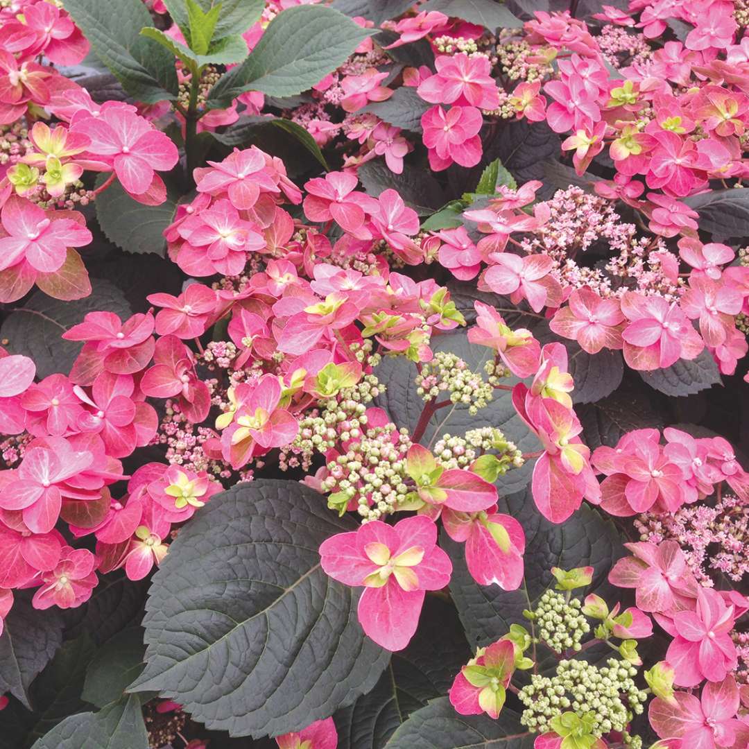 Many deep pink red flowers on Tuff Stuff Red mountain hydrangea