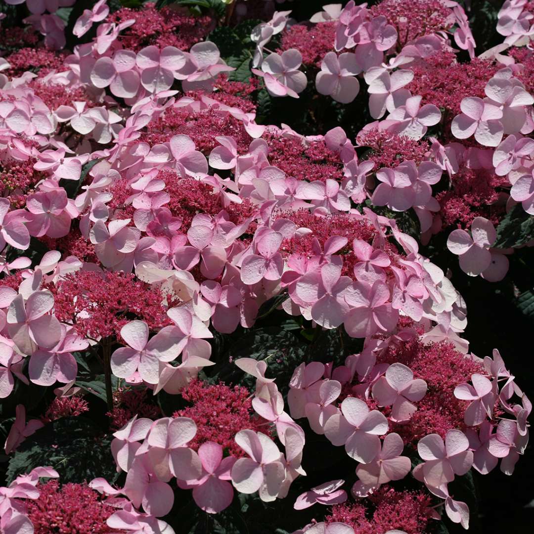 Many pink lacecap flowers on Twirligig mountain hydrangea