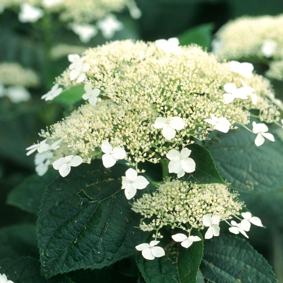 Closeup of the jumbo lacecap white flowers of White Dome hydrangea