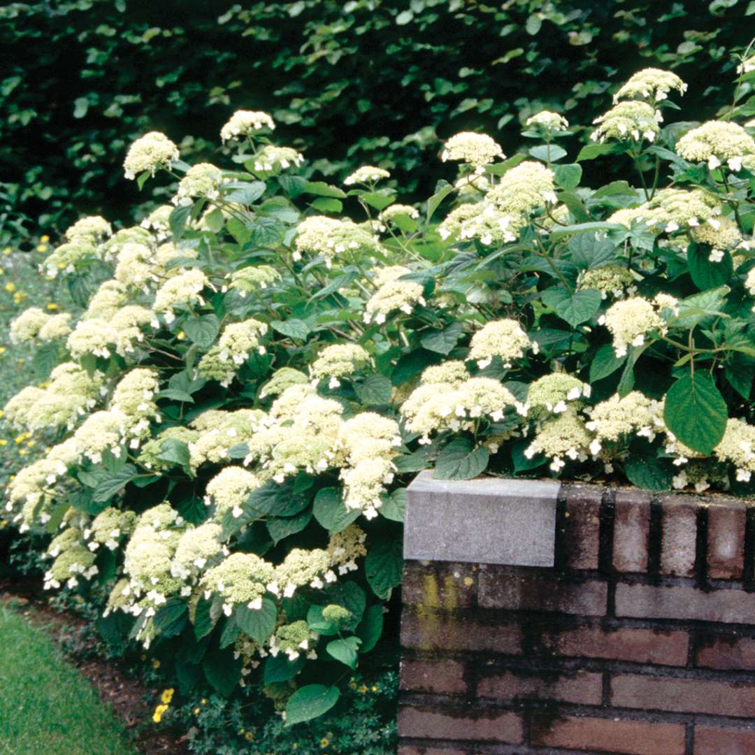 White Dome hydrangea in full bloom growing near a brick wall